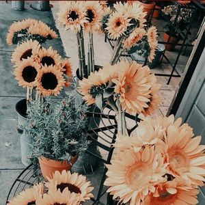 Meet your Posher, Cassidy